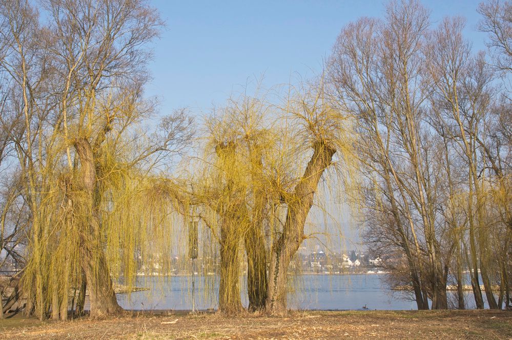 Trauerweide am Rhein