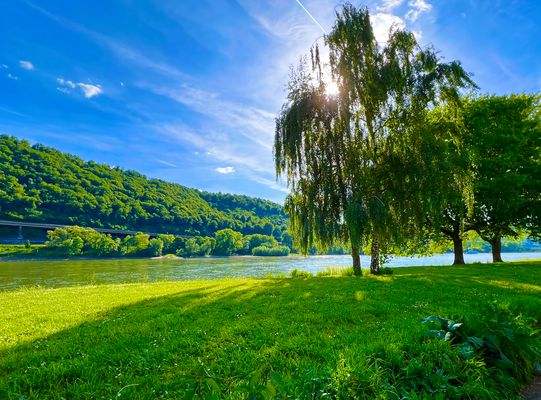 Trauerweide am Rheinufer