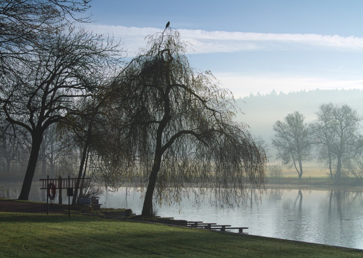 Trauerweide am Salinensee