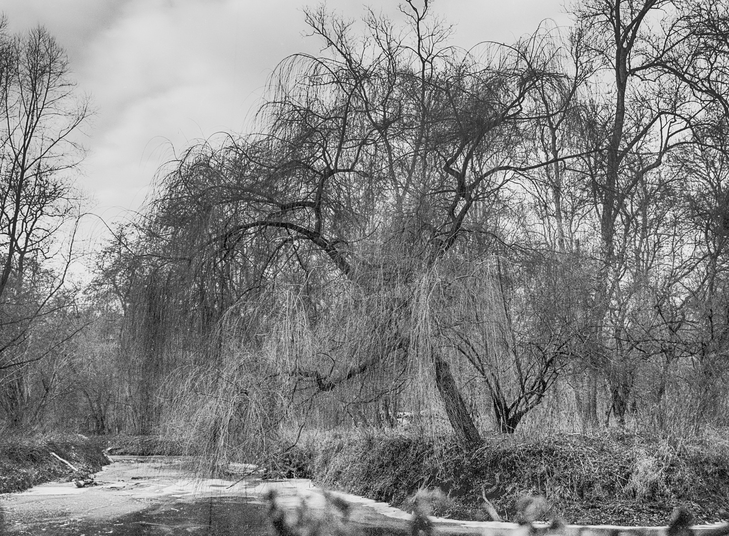 Trauerweide am Schiffwasser