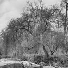 Trauerweide am Schiffwasser