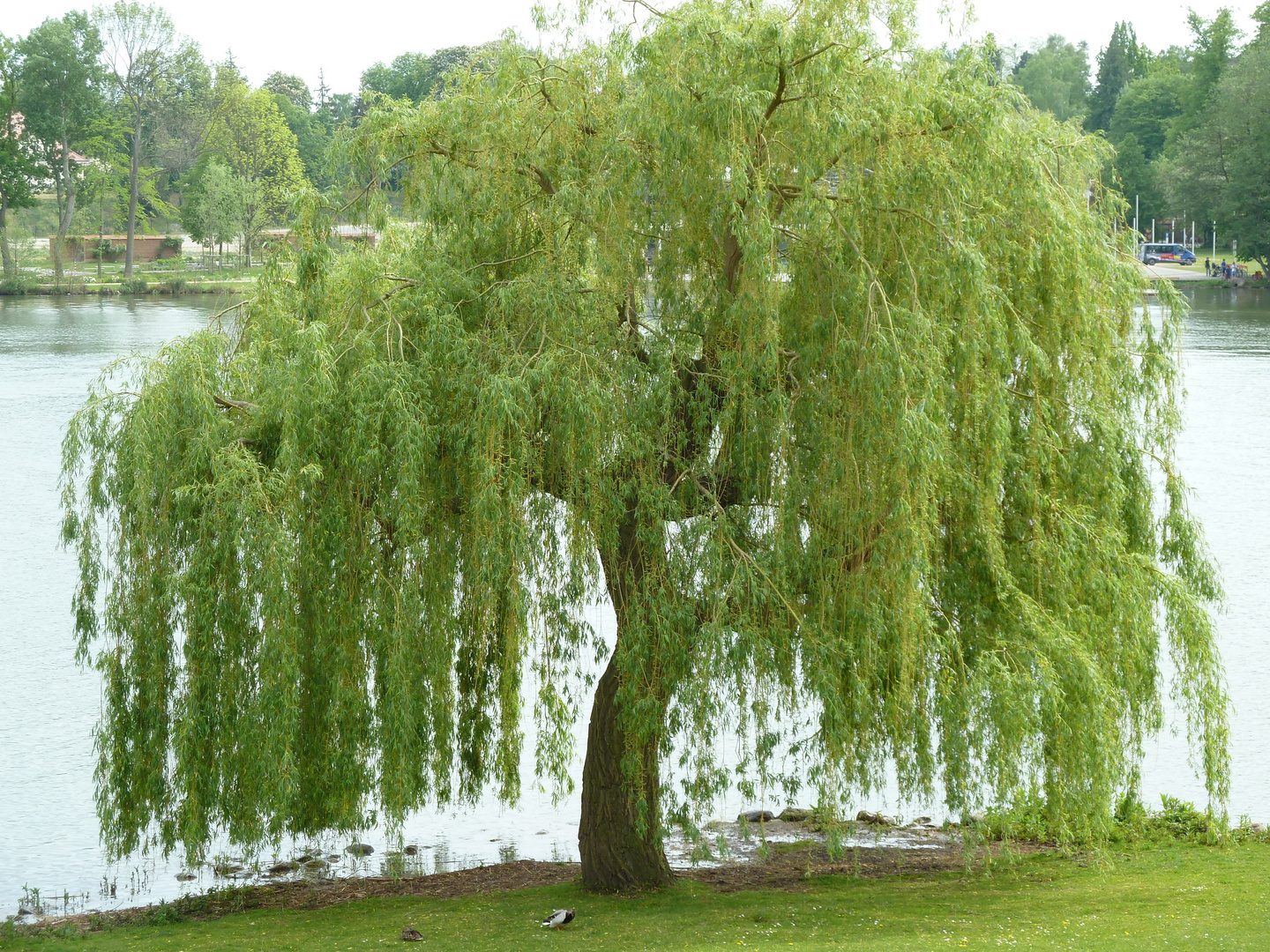 Trauerweide am Schweriner See