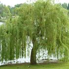 Trauerweide am Schweriner See