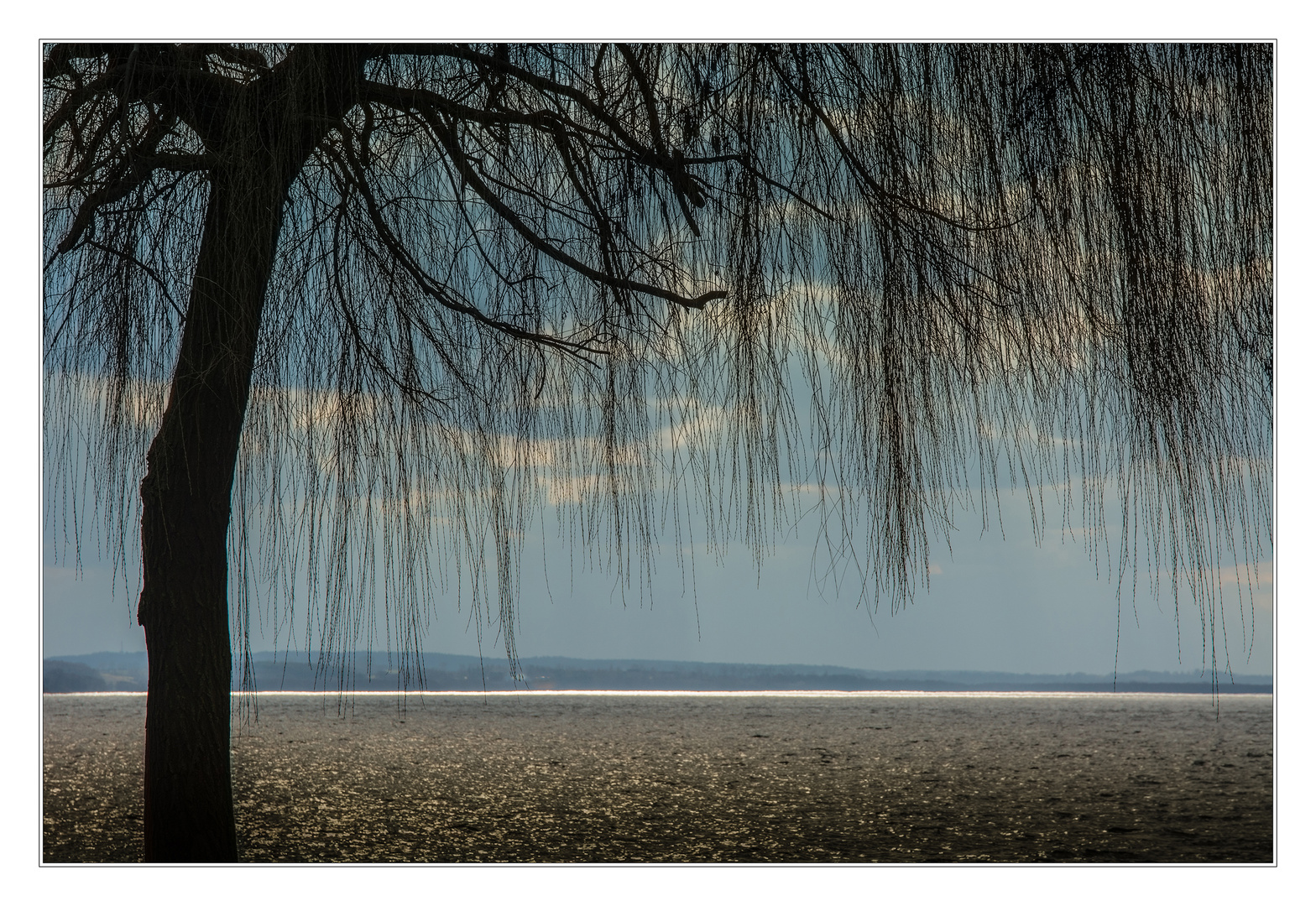 Trauerweide am See