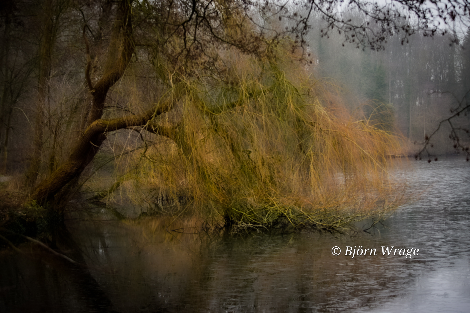 Trauerweide am See