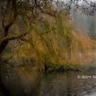 Trauerweide am See