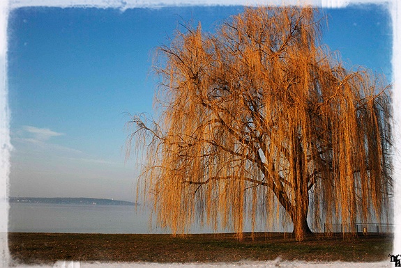 Trauerweide am See