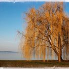 Trauerweide am See