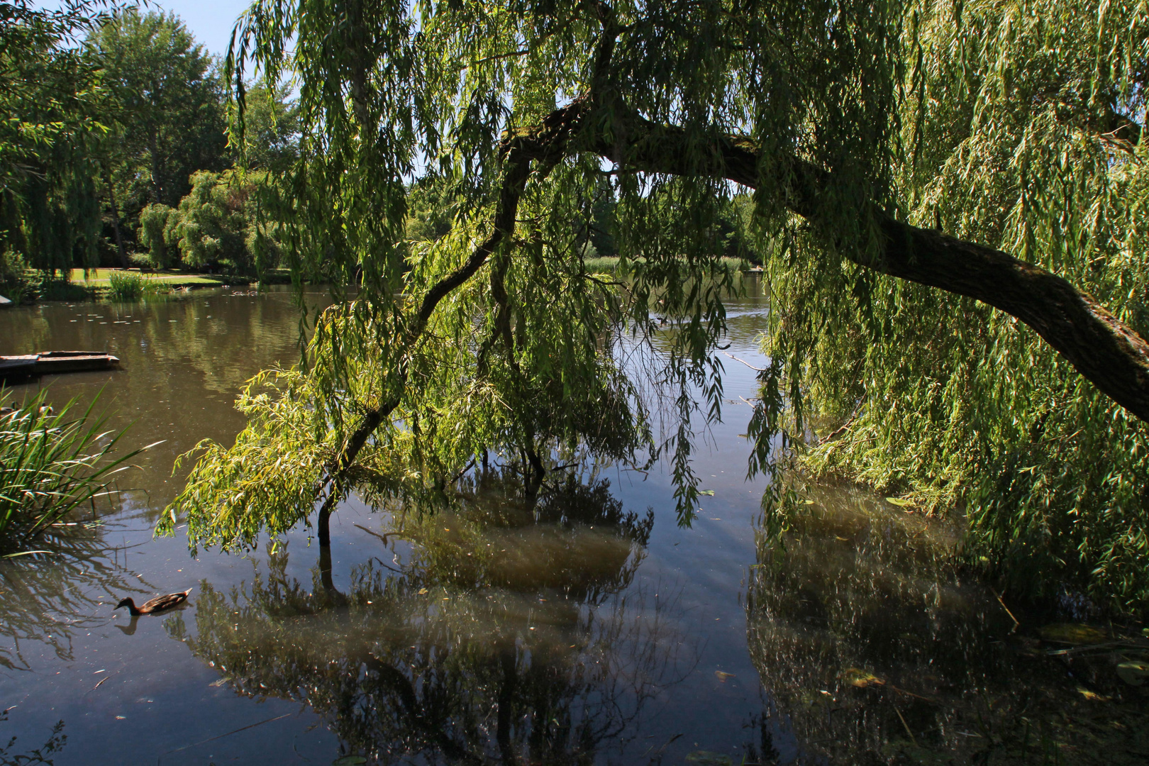 Trauerweide am Seeufer