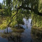 Trauerweide am Seeufer