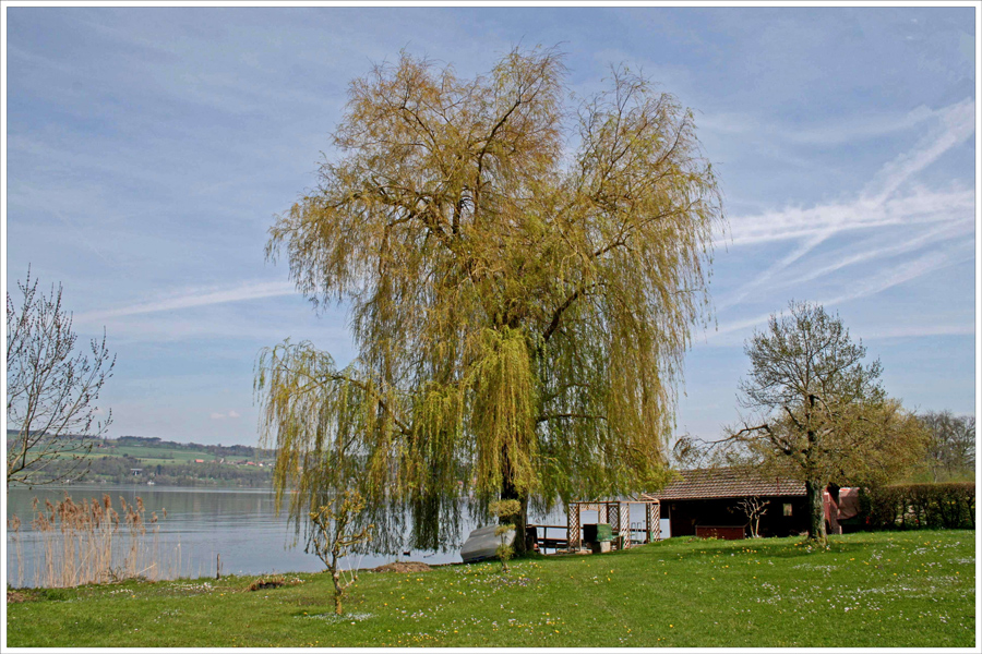 Trauerweide am Sempachersee