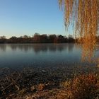 Trauerweide am Spielmannsteich