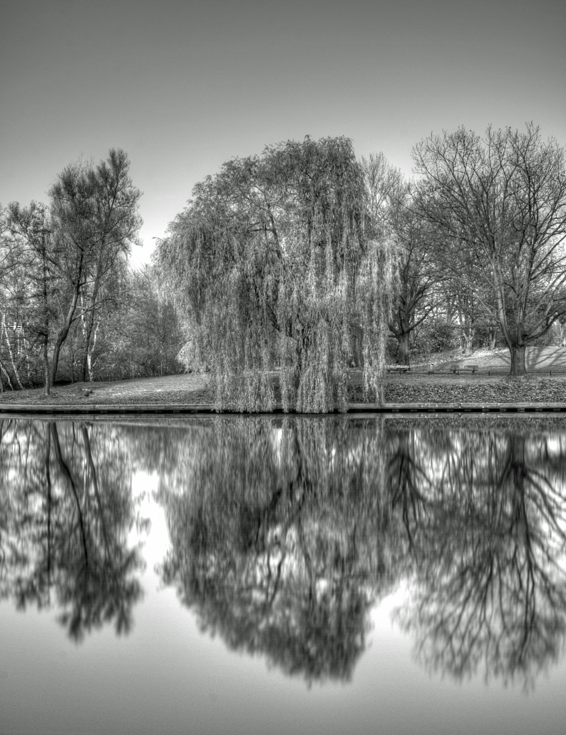 Trauerweide am Spreekanal (Berlin)