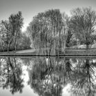 Trauerweide am Spreekanal (Berlin)