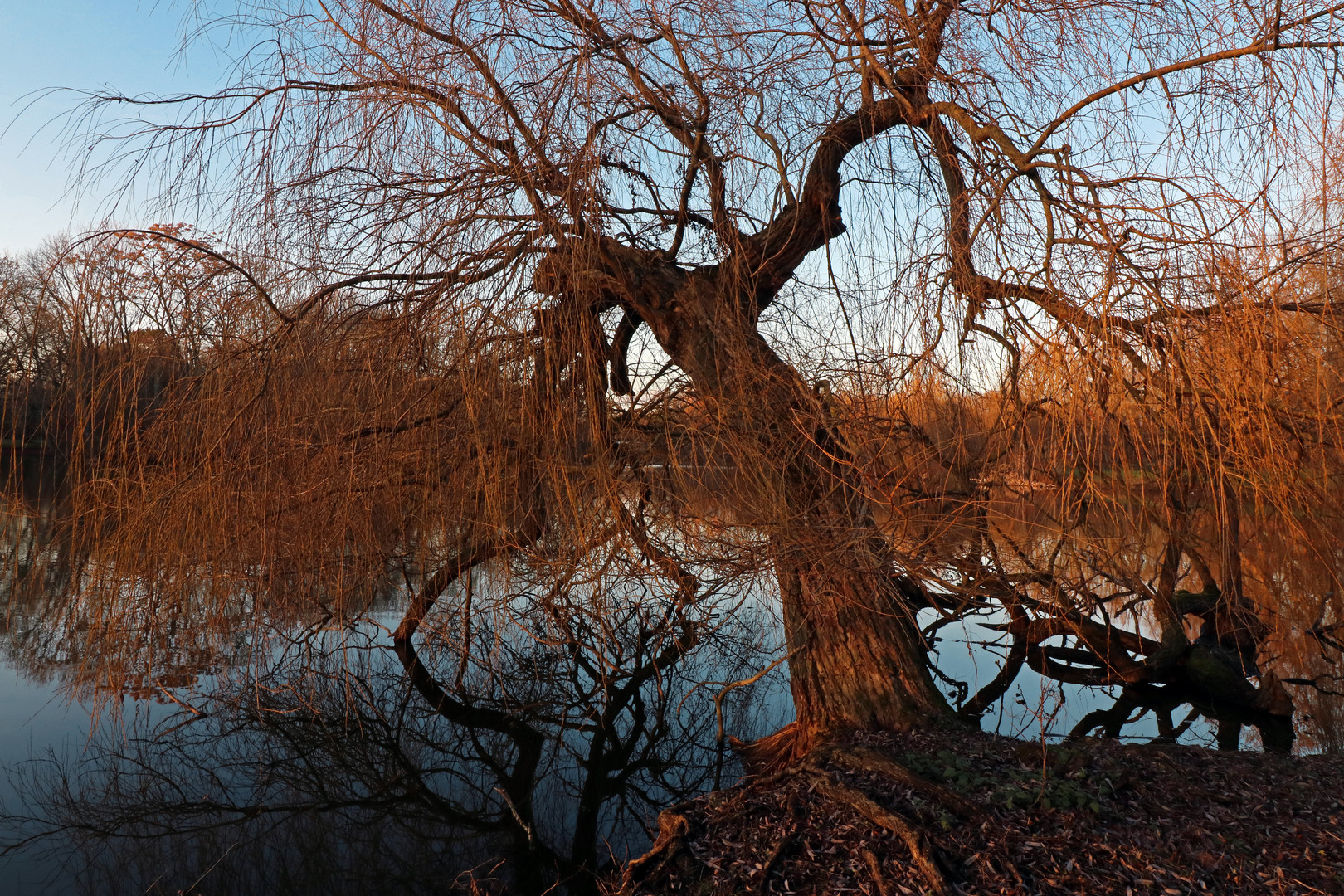 Trauerweide am Südteich