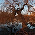 Trauerweide am Südteich