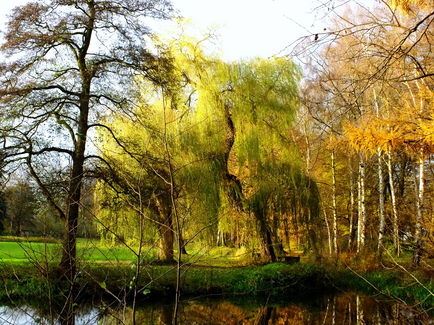 Trauerweide am Teich