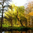 Trauerweide am Teich