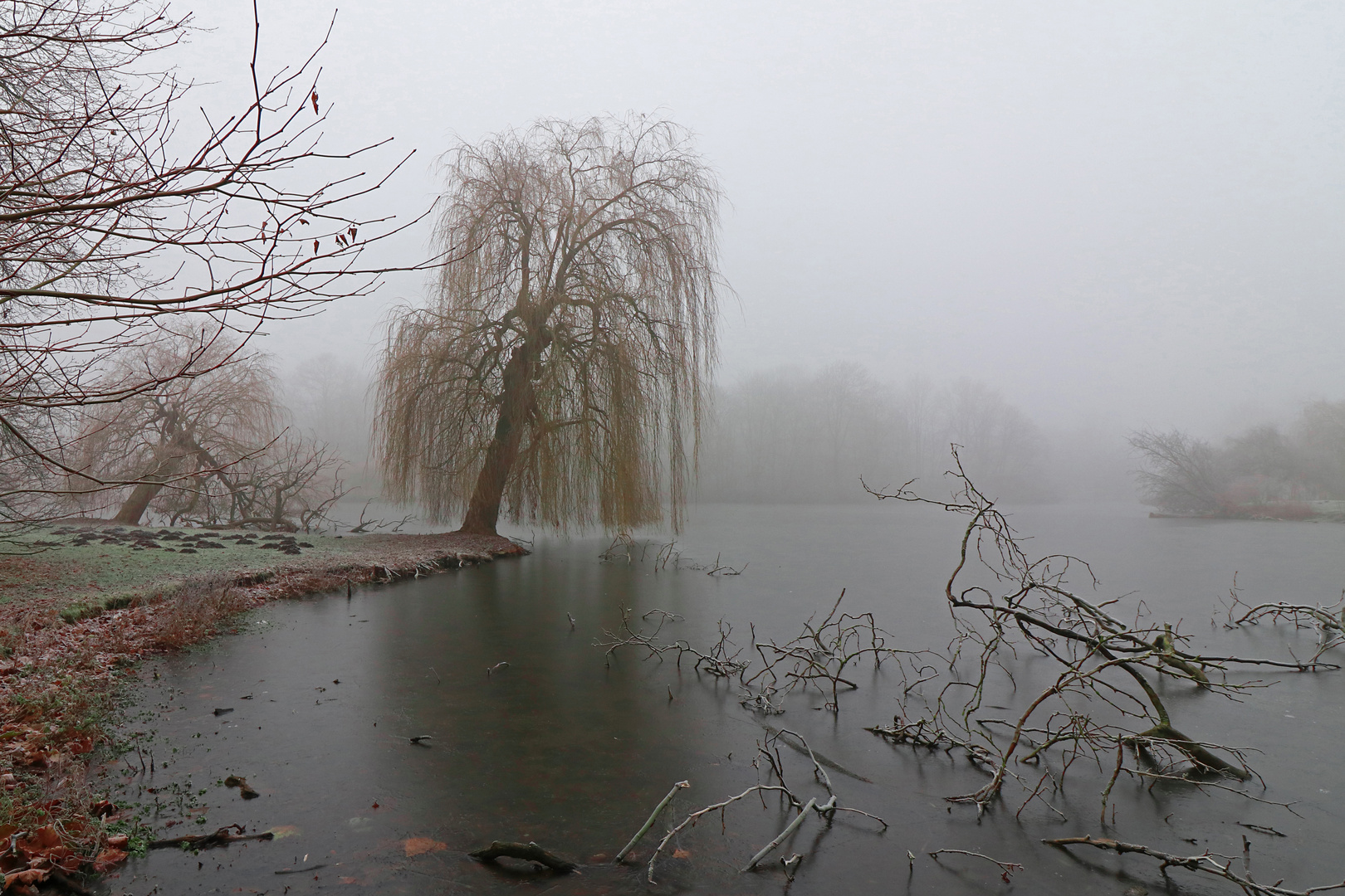 Trauerweide am Teichufer