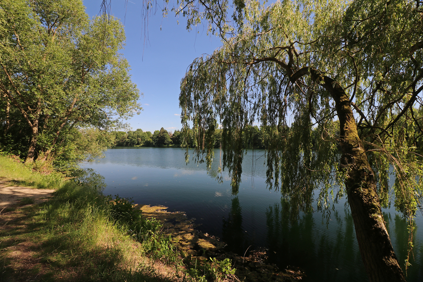 Trauerweide am Ufer