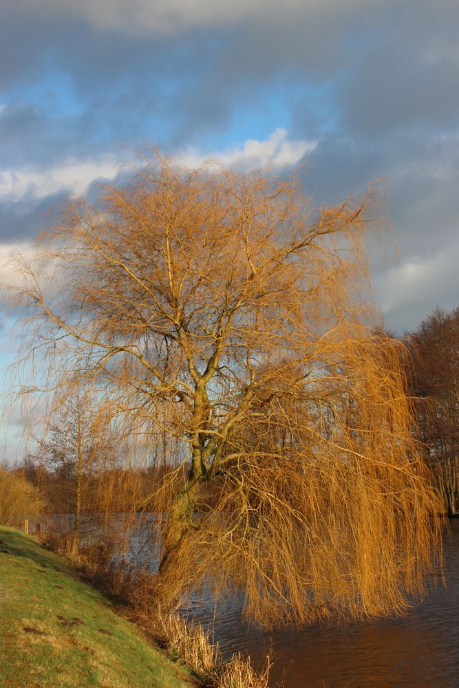 Trauerweide am Uferrand