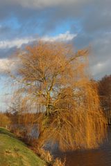 Trauerweide am Uferrand