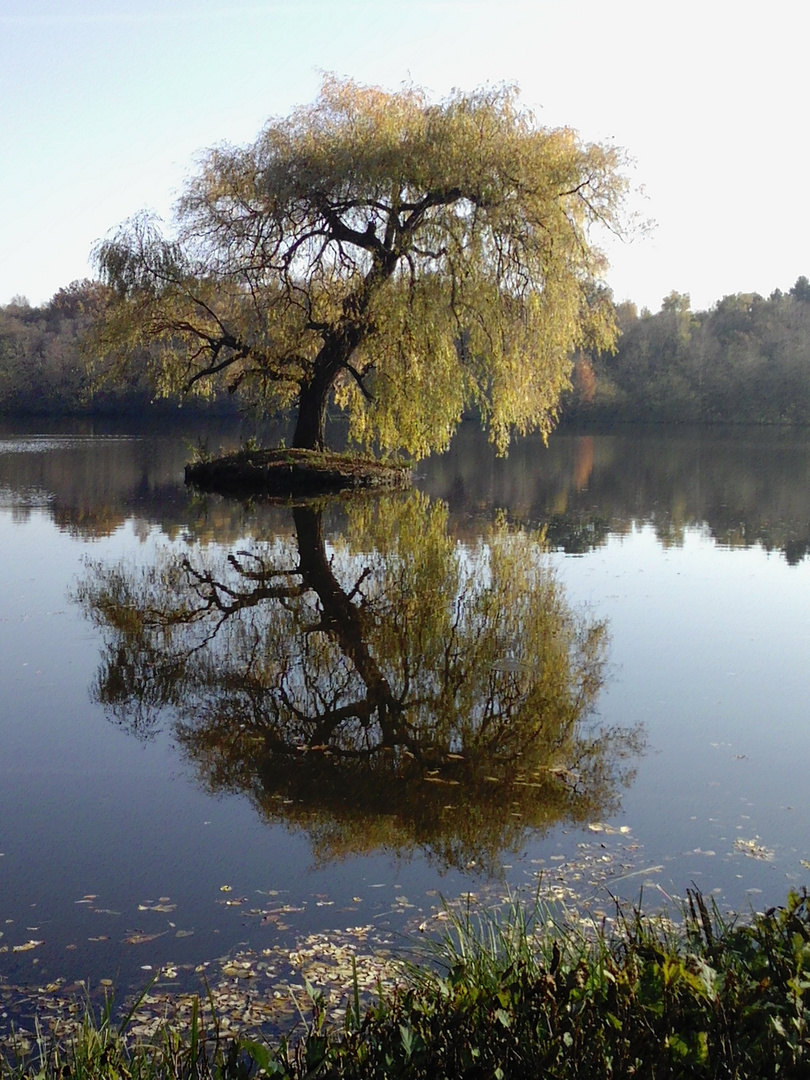 Trauerweide an Allerheiligen