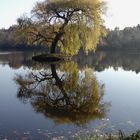 Trauerweide an Allerheiligen