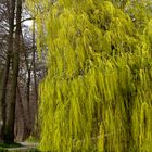 Trauerweide an der Nette im Frühjahr