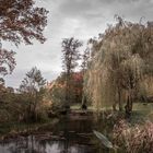 Trauerweide auf dem Golfplatz