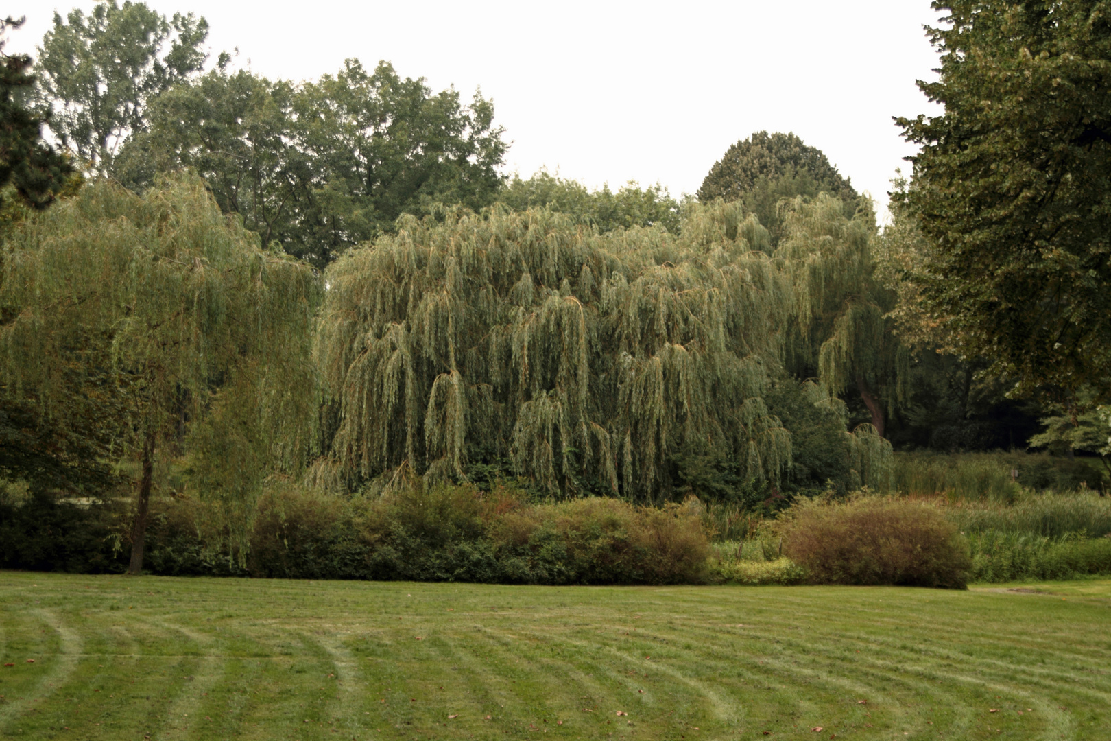 Trauerweide auf dem Westfriedhof