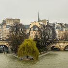 ... Trauerweide auf der Seine ...