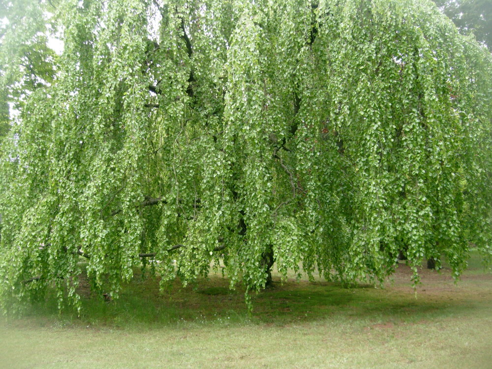 Trauerweide Foto &amp; Bild landschaft, garten