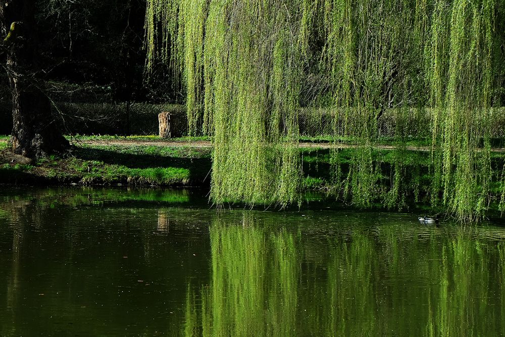 trauerweide Foto & Bild landschaft, garten