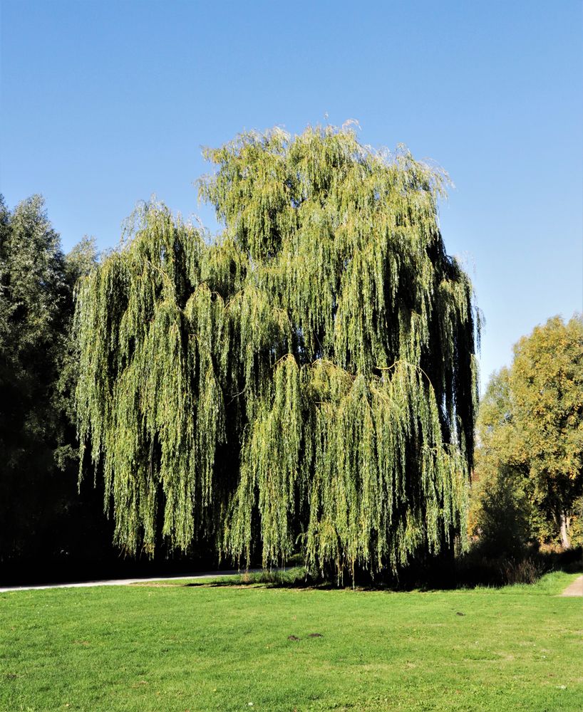 Trauerweide Foto & Bild natur, trauerweide Bilder auf