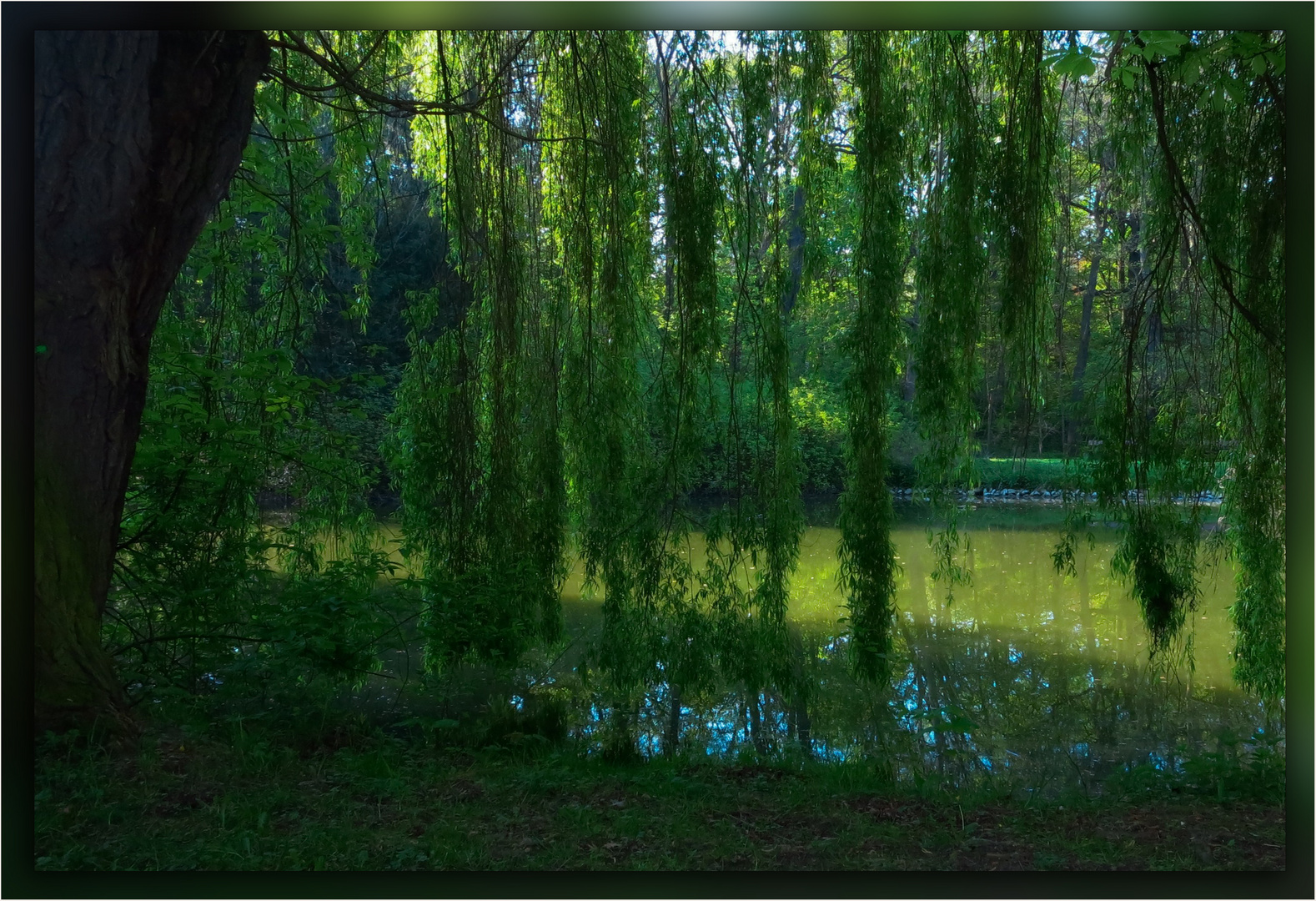 Trauerweide Foto &amp; Bild pflanzen, pilze &amp; flechten