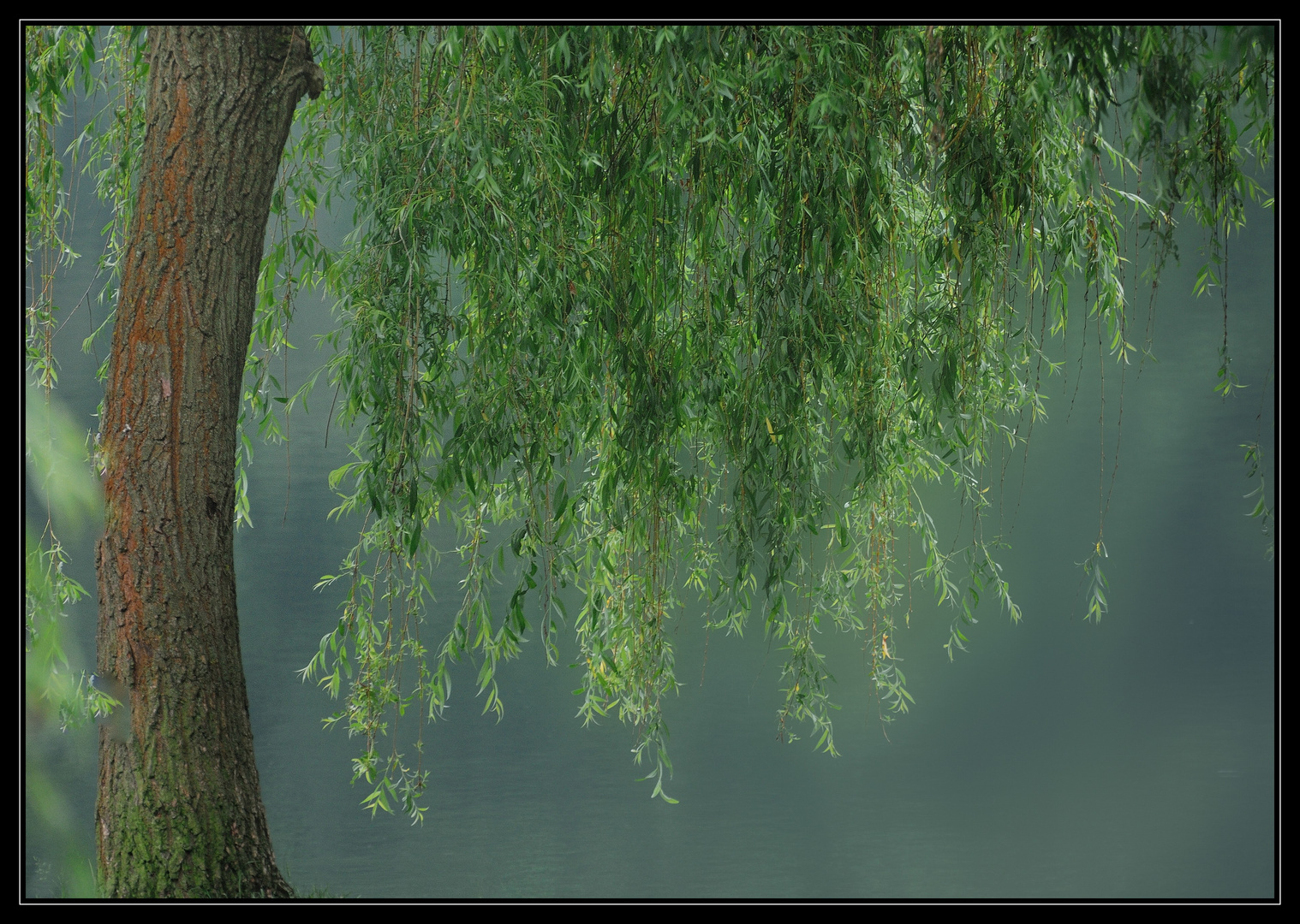 Trauerweide Foto &amp; Bild pflanzen, pilze &amp; flechten