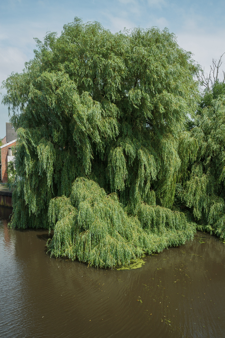 Trauerweide