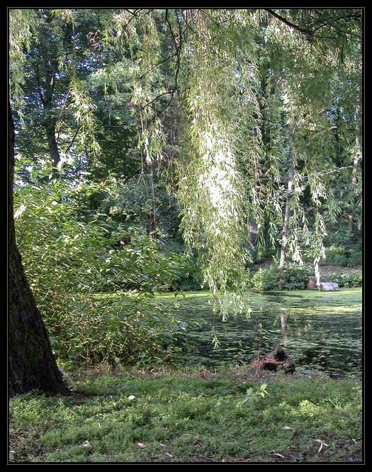 Trauerweide Foto &amp; Bild landschaft, garten