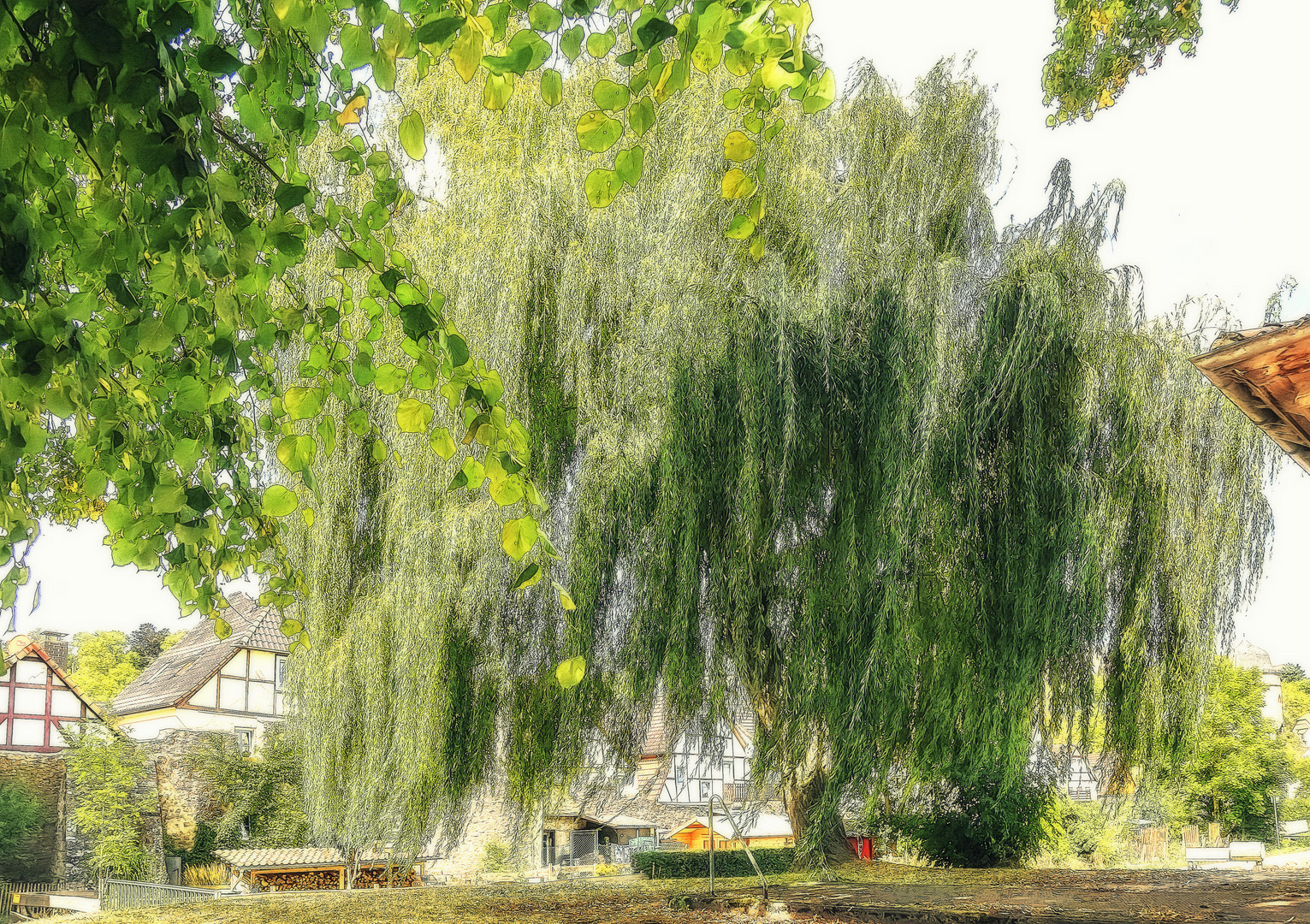 Trauerweide Foto & Bild fotos, art, spezial Bilder auf