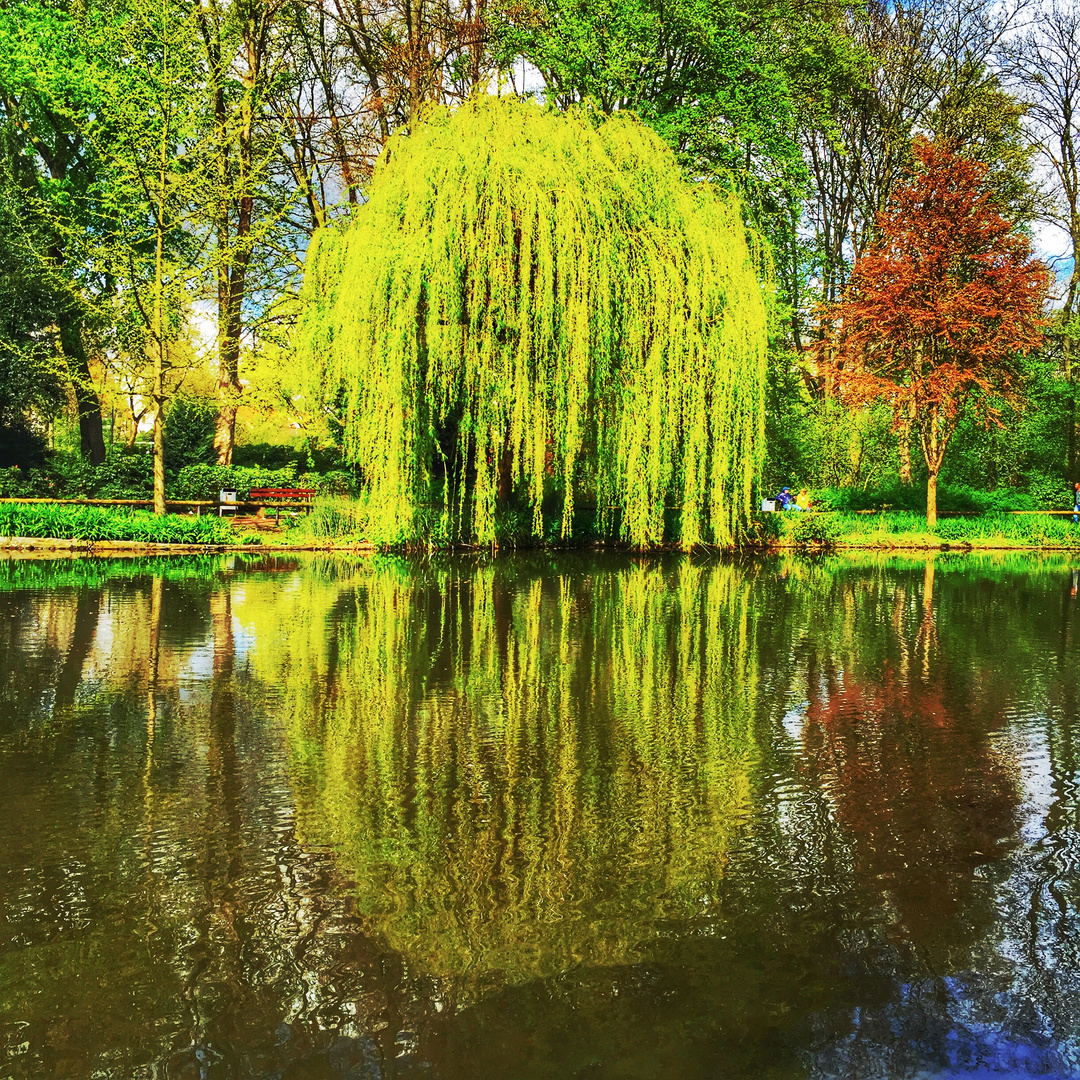 Trauerweide Foto & Bild aschaffenburg, bäume, grün Bilder auf
