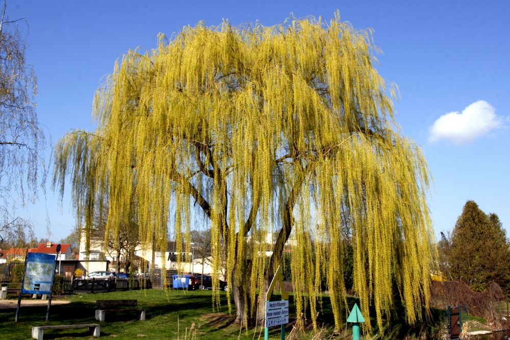 Trauerweide ganz groß