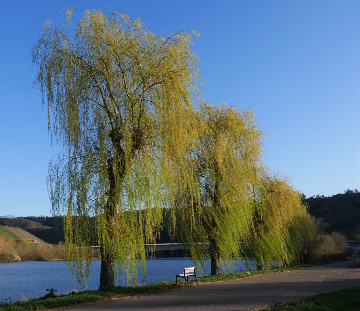 Trauerweide genießt die Frühlingsluft