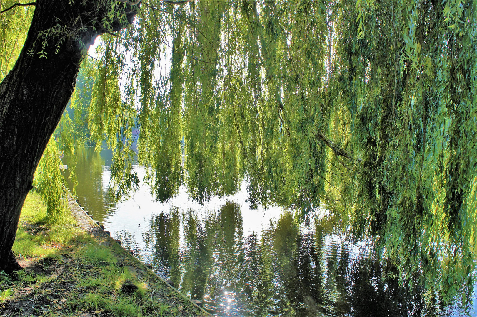 Trauerweide, gespiegelt