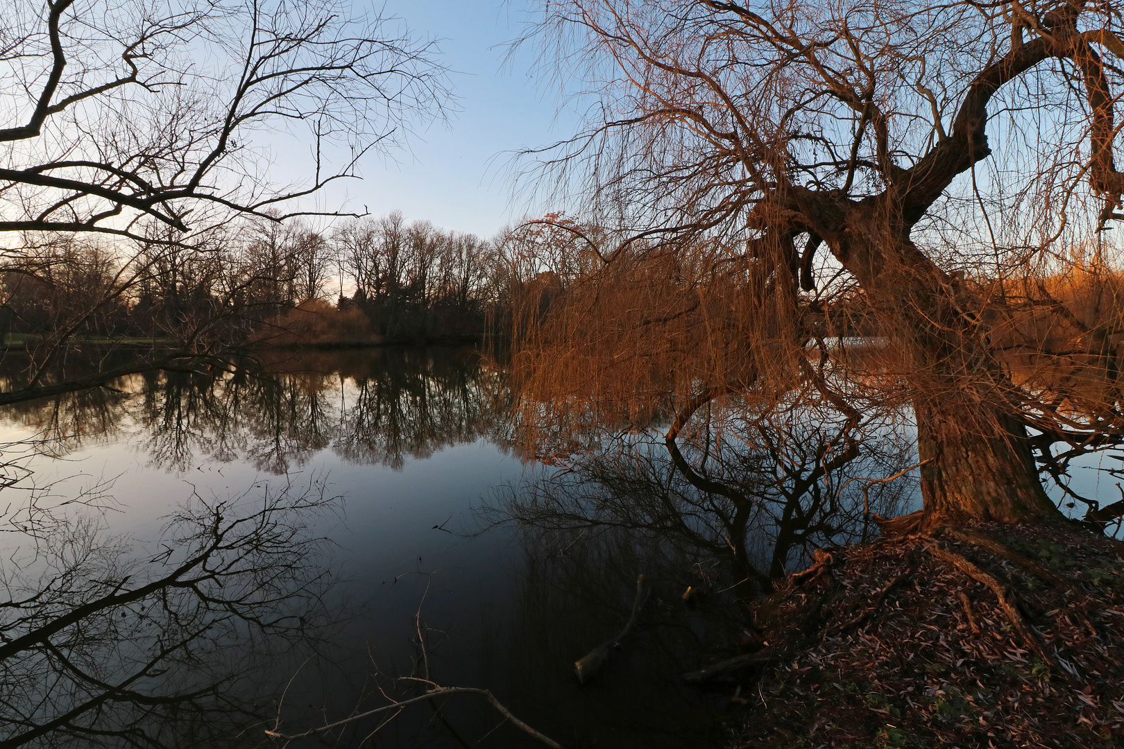 Trauerweide im Abendlicht