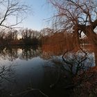 Trauerweide im Abendlicht