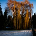 Trauerweide im direkten Abendlicht