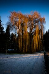 Trauerweide im direkten Abendlicht