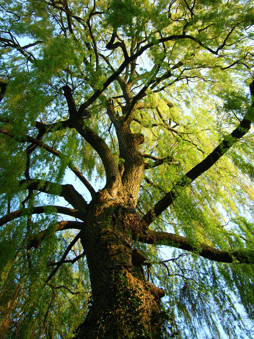 Trauerweide im Frühling