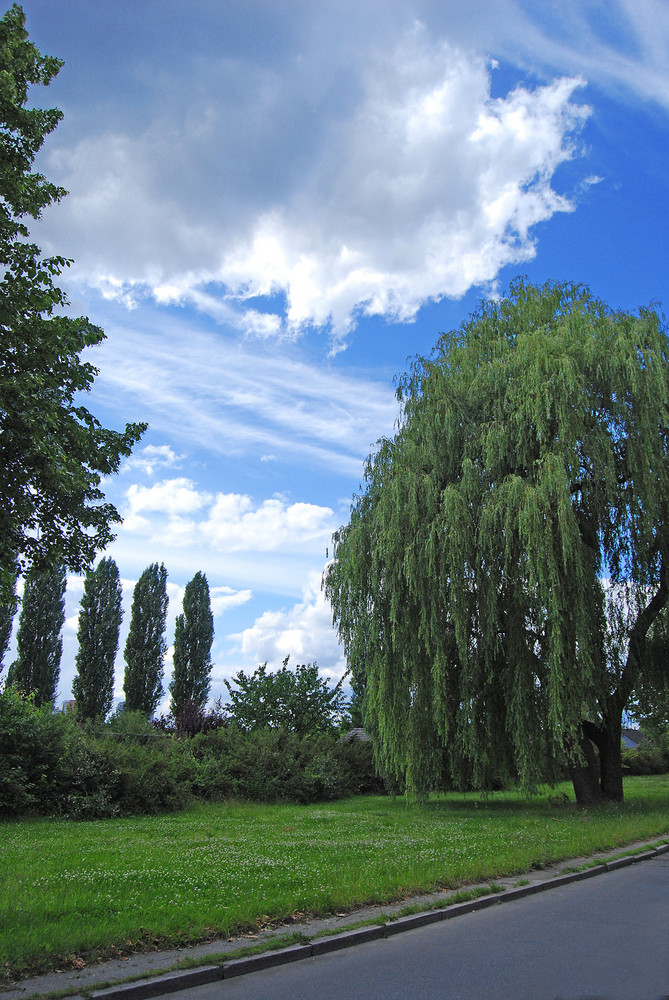 "Trauerweide im Frühling"